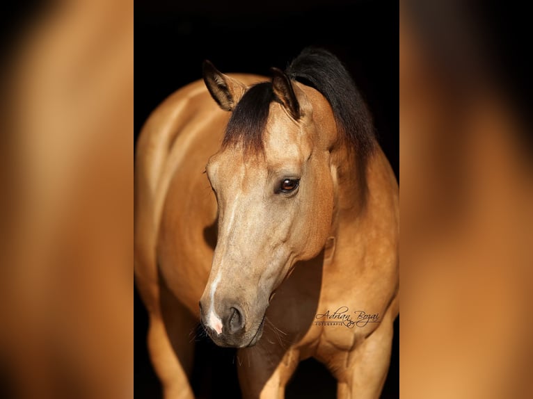 American Quarter Horse Giumenta 15 Anni 152 cm Pelle di daino in Altenriet