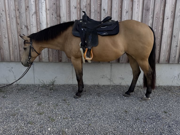 American Quarter Horse Giumenta 15 Anni 152 cm Pelle di daino in Altenriet