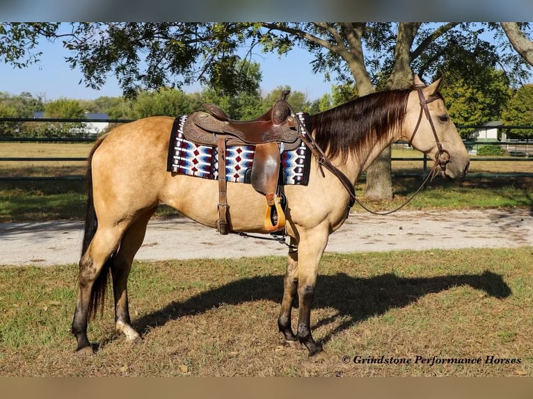 American Quarter Horse Giumenta 15 Anni 152 cm Pelle di daino in Ashland, OH