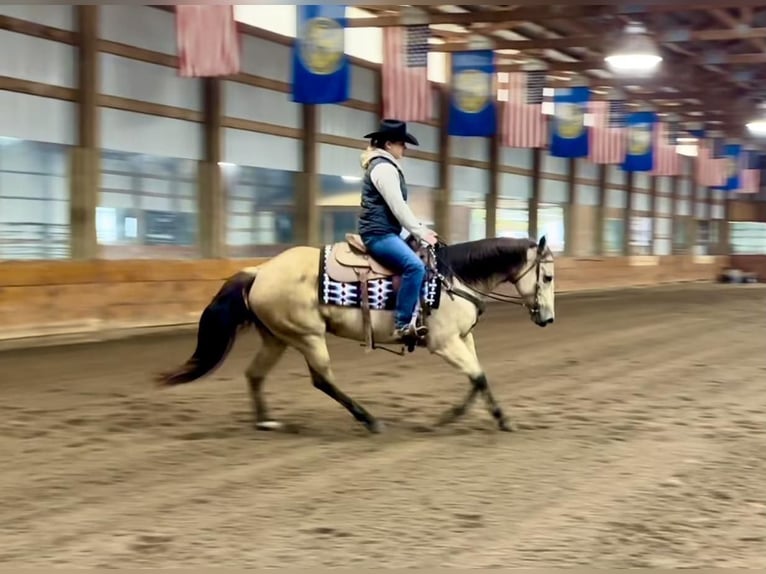 American Quarter Horse Giumenta 15 Anni 152 cm Pelle di daino in Ashland, OH