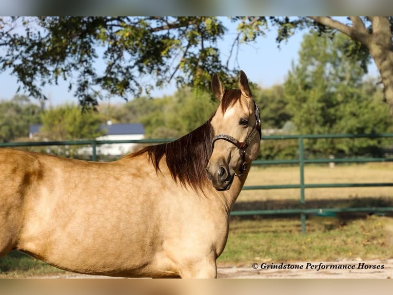 American Quarter Horse Giumenta 15 Anni 152 cm Pelle di daino in Ashland, OH