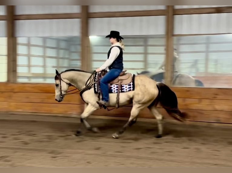 American Quarter Horse Giumenta 15 Anni 152 cm Pelle di daino in Ashland, OH