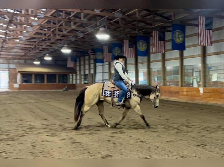 American Quarter Horse Giumenta 15 Anni 152 cm Pelle di daino in Ashland, OH