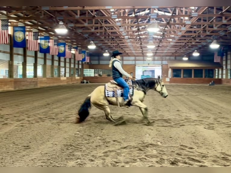 American Quarter Horse Giumenta 15 Anni 152 cm Pelle di daino in Ashland, OH