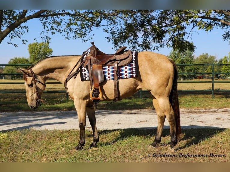 American Quarter Horse Giumenta 15 Anni 152 cm Pelle di daino in Ashland, OH