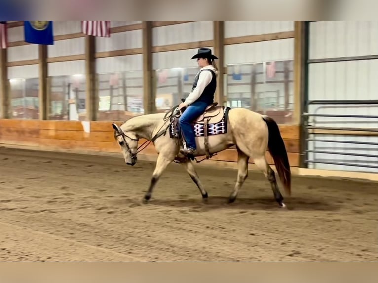 American Quarter Horse Giumenta 15 Anni 152 cm Pelle di daino in Ashland, OH