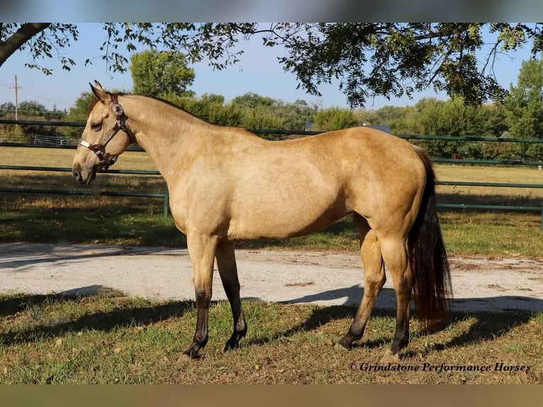 American Quarter Horse Giumenta 15 Anni 152 cm Pelle di daino in Ashland, OH