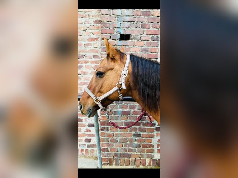 American Quarter Horse Giumenta 15 Anni 152 cm Red dun in Dortmund