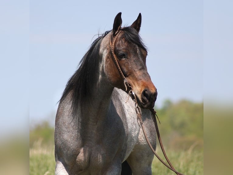 American Quarter Horse Giumenta 15 Anni 152 cm Roano blu in Somerset KY