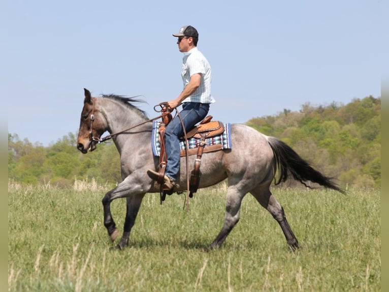 American Quarter Horse Giumenta 15 Anni 152 cm Roano blu in Somerset KY