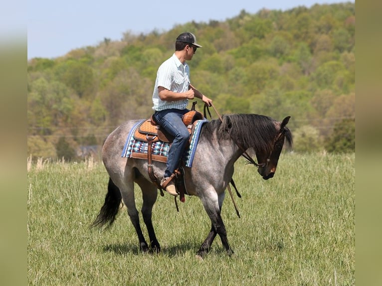 American Quarter Horse Giumenta 15 Anni 152 cm Roano blu in Somerset KY