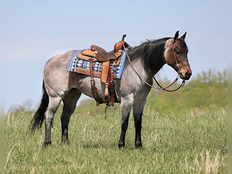 American Quarter Horse Giumenta 15 Anni 152 cm Roano blu in Somerset KY