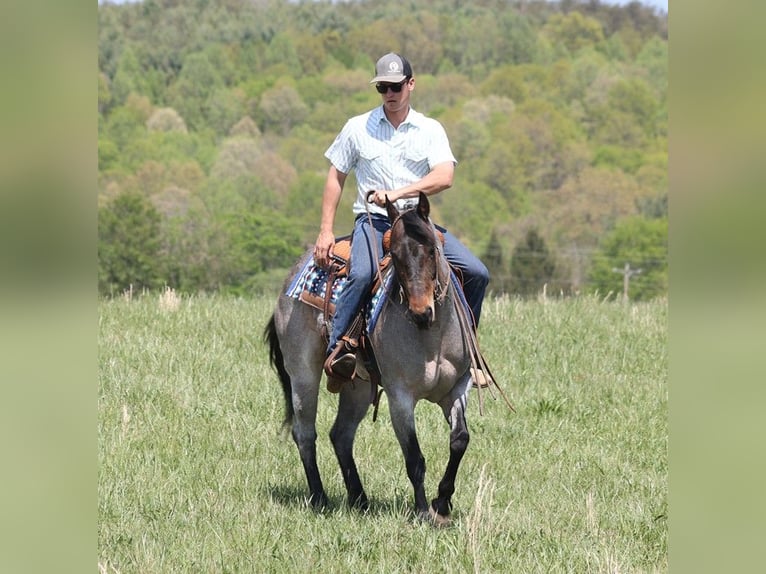 American Quarter Horse Giumenta 15 Anni 152 cm Roano blu in Somerset KY