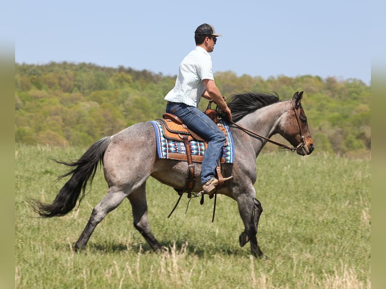 American Quarter Horse Giumenta 15 Anni 152 cm Roano blu in Somerset KY