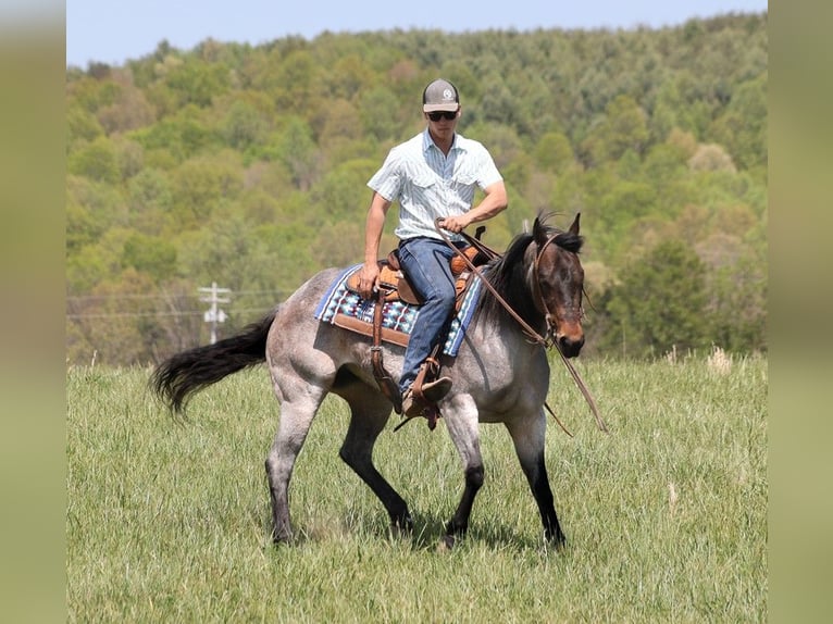 American Quarter Horse Giumenta 15 Anni 152 cm Roano blu in Somerset KY