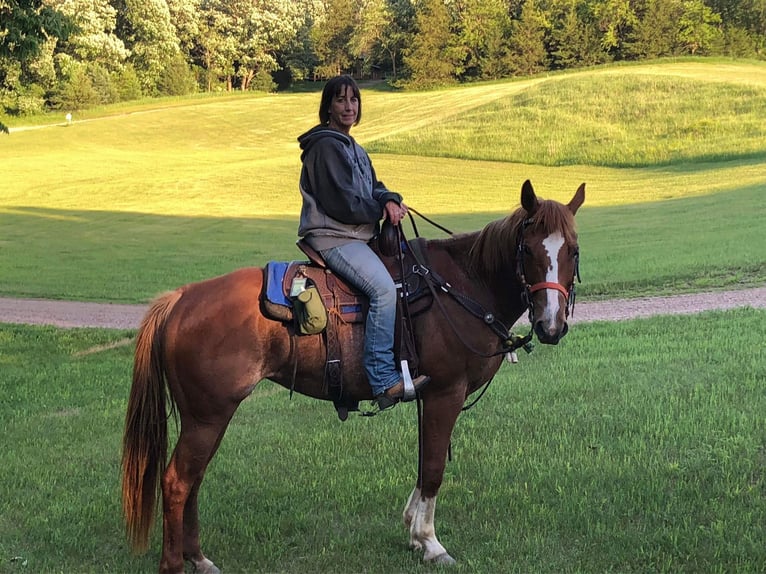 American Quarter Horse Giumenta 15 Anni 152 cm Roano rosso in Valley Springs