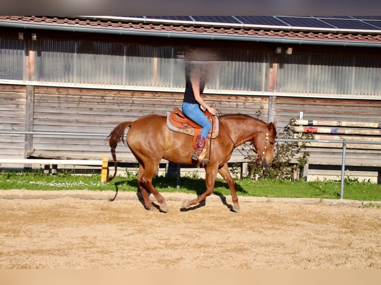 American Quarter Horse Giumenta 15 Anni 152 cm Sauro in Stöttwang