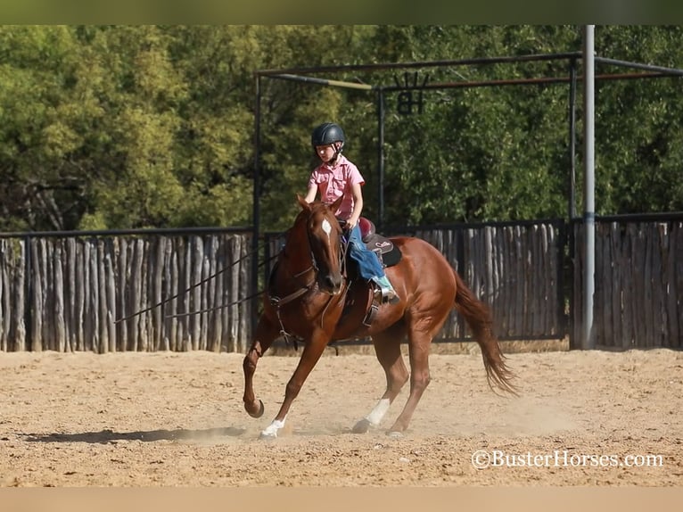 American Quarter Horse Giumenta 15 Anni 152 cm Sauro scuro in WEATHERFORD, TX