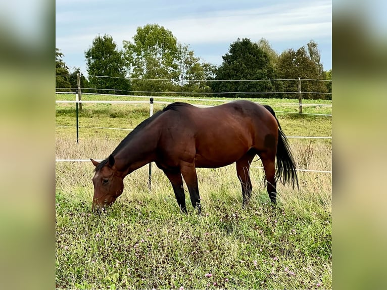 American Quarter Horse Giumenta 15 Anni 153 cm Baio in Jetzendorf