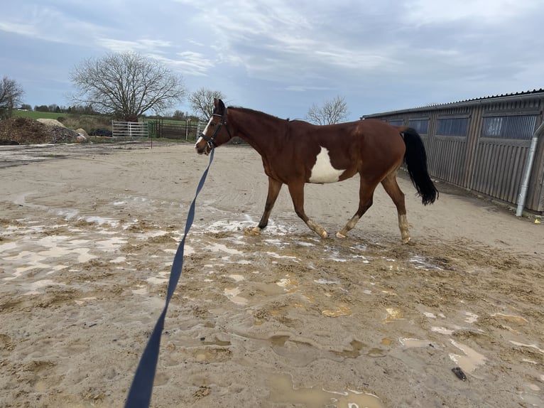 American Quarter Horse Mix Giumenta 15 Anni 153 cm Overo-tutti i colori in Gelbensande