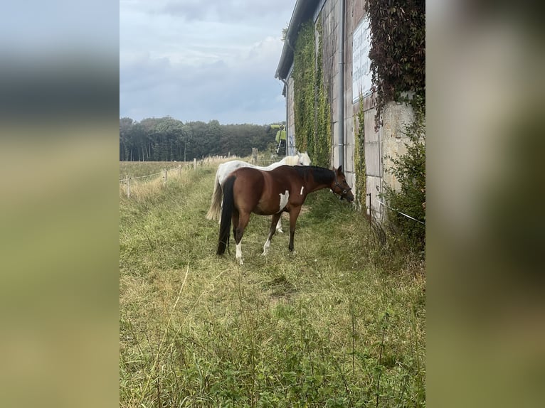 American Quarter Horse Mix Giumenta 15 Anni 153 cm Overo-tutti i colori in Gelbensande