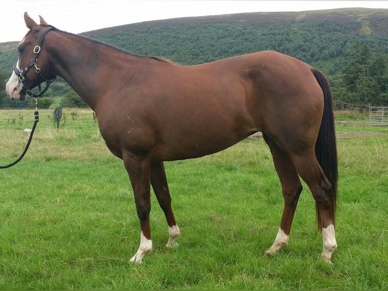 American Quarter Horse Giumenta 15 Anni 153 cm Sauro scuro in Brecon
