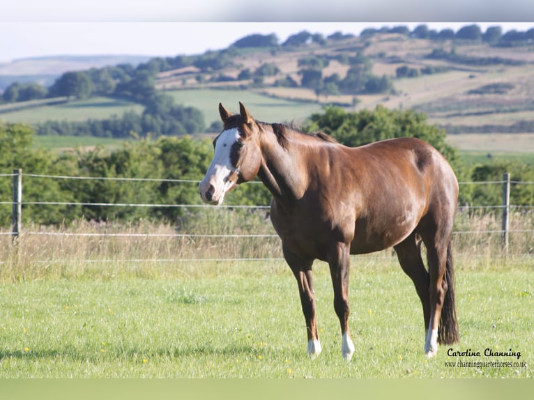 American Quarter Horse Giumenta 15 Anni 153 cm Sauro scuro in Brecon