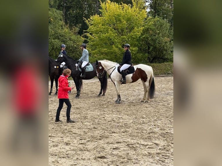 American Quarter Horse Mix Giumenta 15 Anni 154 cm Pezzato in Windeck