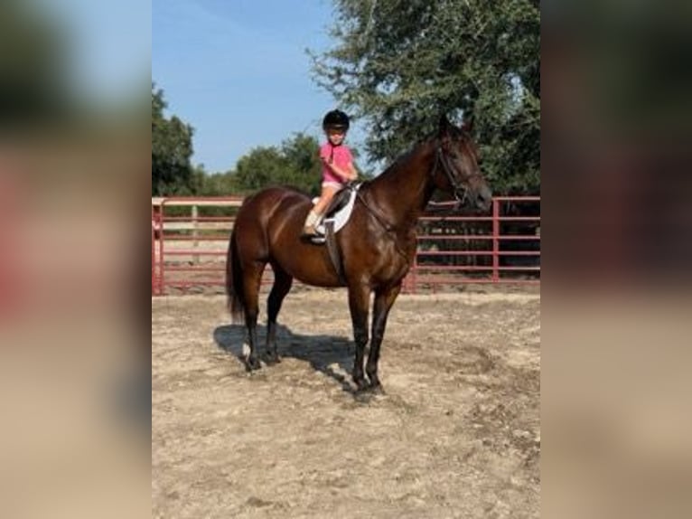 American Quarter Horse Giumenta 15 Anni 155 cm Baio ciliegia in Bronson