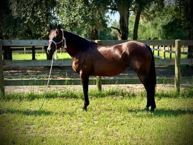 American Quarter Horse Giumenta 15 Anni 155 cm Baio ciliegia in Bronson