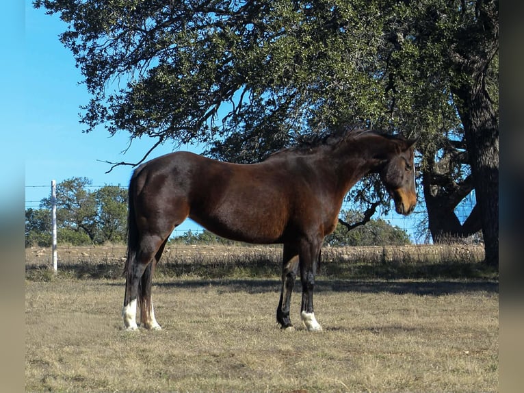 American Quarter Horse Giumenta 15 Anni 155 cm Baio ciliegia in pOOLVILLE tx