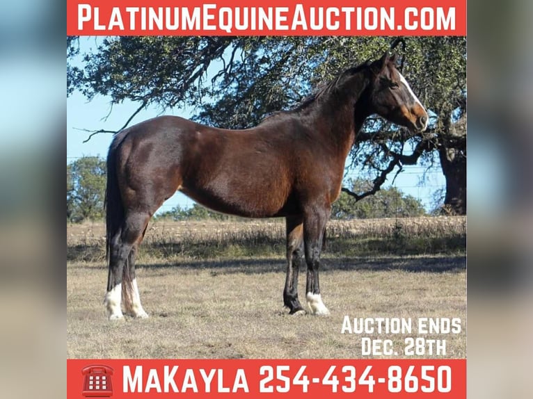 American Quarter Horse Giumenta 15 Anni 155 cm Baio ciliegia in pOOLVILLE tx