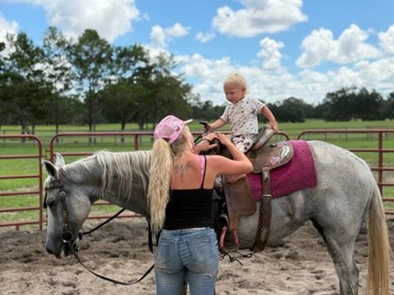American Quarter Horse Giumenta 15 Anni 155 cm Grigio in Bronson