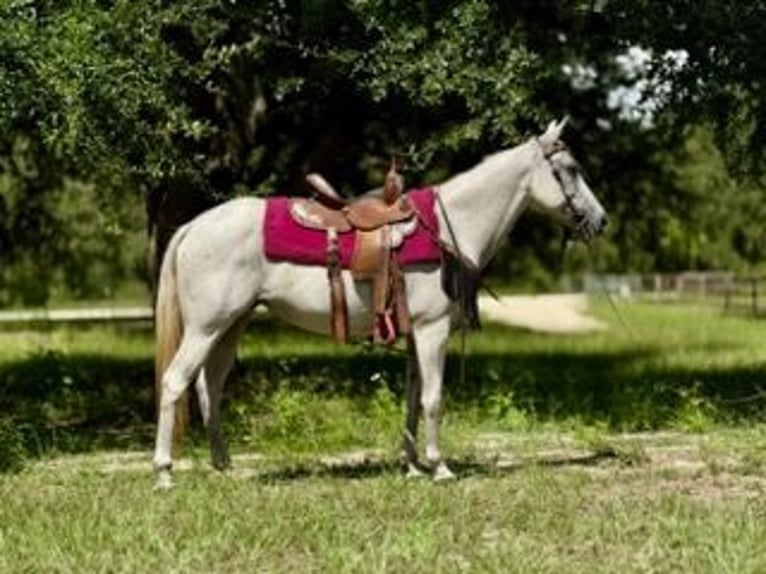 American Quarter Horse Giumenta 15 Anni 155 cm Grigio in Bronson