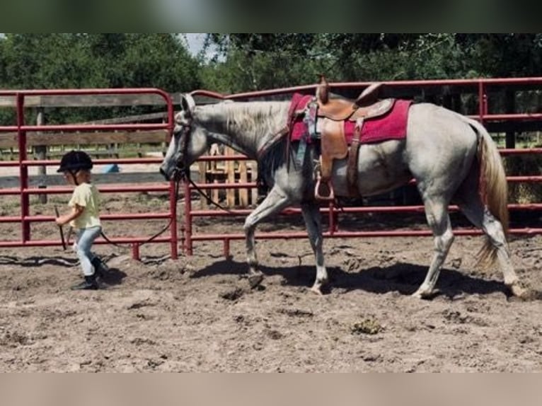 American Quarter Horse Giumenta 15 Anni 155 cm Grigio in Bronson