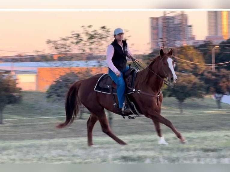 American Quarter Horse Giumenta 15 Anni 157 cm in Weatherford TX