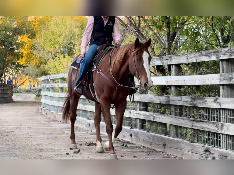 American Quarter Horse Giumenta 15 Anni 157 cm Sauro ciliegia in Weatherford TX