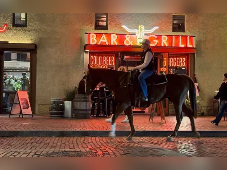 American Quarter Horse Giumenta 15 Anni 157 cm Sauro ciliegia in Weatherford TX