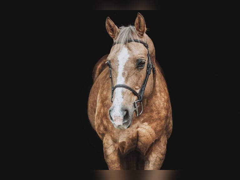 American Quarter Horse Mix Giumenta 15 Anni 160 cm in Centereach, NY