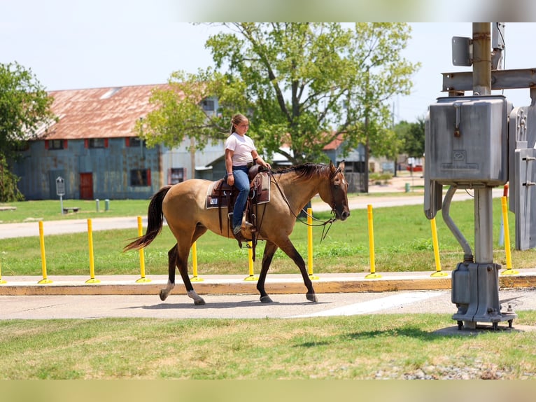 American Quarter Horse Giumenta 15 Anni Falbo in Terrell