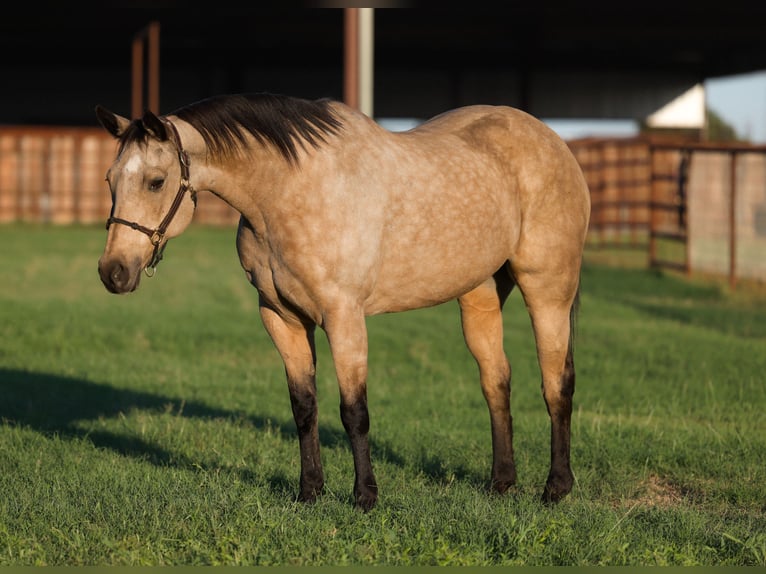 American Quarter Horse Giumenta 15 Anni Pelle di daino in Stillwater