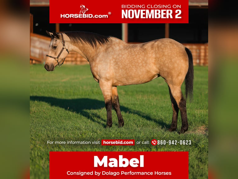 American Quarter Horse Giumenta 15 Anni Pelle di daino in Stillwater