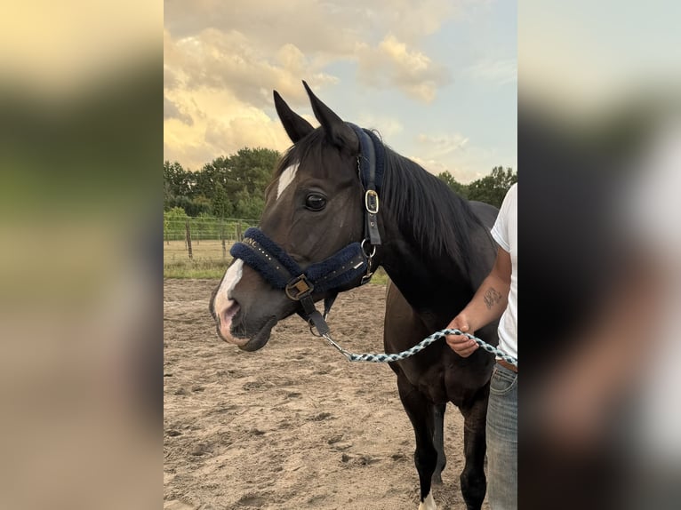 American Quarter Horse Giumenta 16 Anni 146 cm Morello in Gangelt