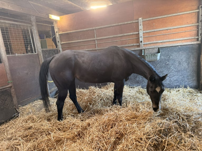 American Quarter Horse Giumenta 16 Anni 146 cm Morello in Gangelt