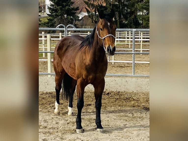American Quarter Horse Giumenta 16 Anni 147 cm Baio scuro in Straß