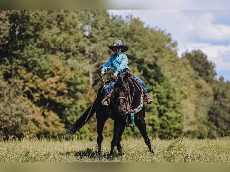 American Quarter Horse Giumenta 16 Anni 147 cm Morello in Cookeville, TN