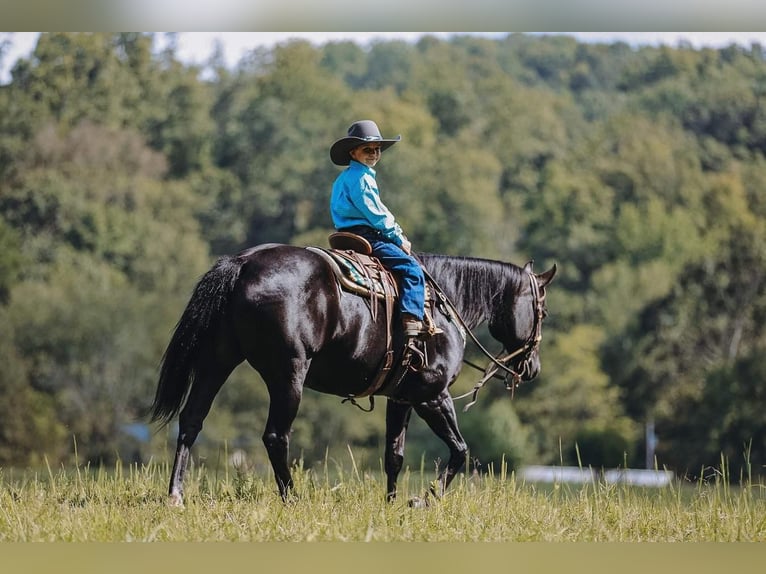 American Quarter Horse Giumenta 16 Anni 147 cm Morello in Cookeville, TN