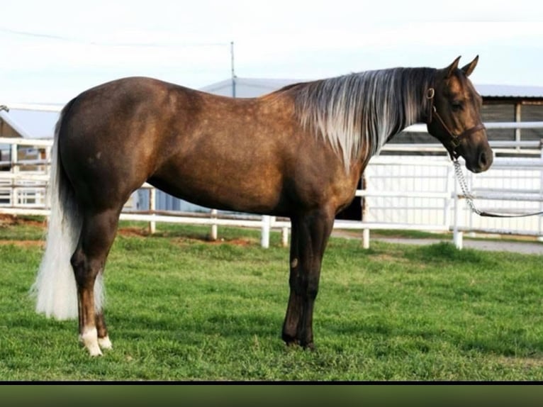 American Quarter Horse Giumenta 16 Anni 147 cm Palomino in Travelsjö