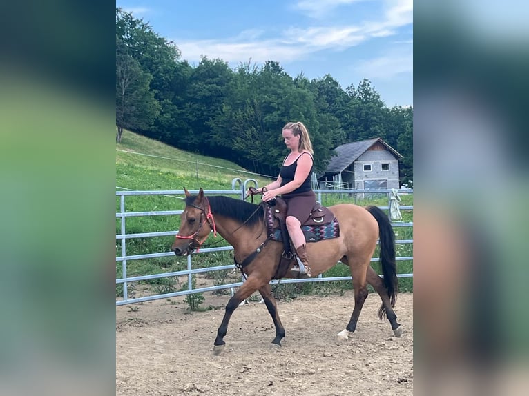 American Quarter Horse Giumenta 16 Anni 147 cm Pelle di daino in Sv. Jurij ob Ščavnici