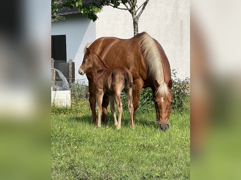 American Quarter Horse Giumenta 16 Anni 148 cm Palomino in Driedorf
